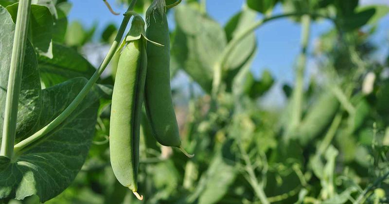 Peas (Won't Regrow)