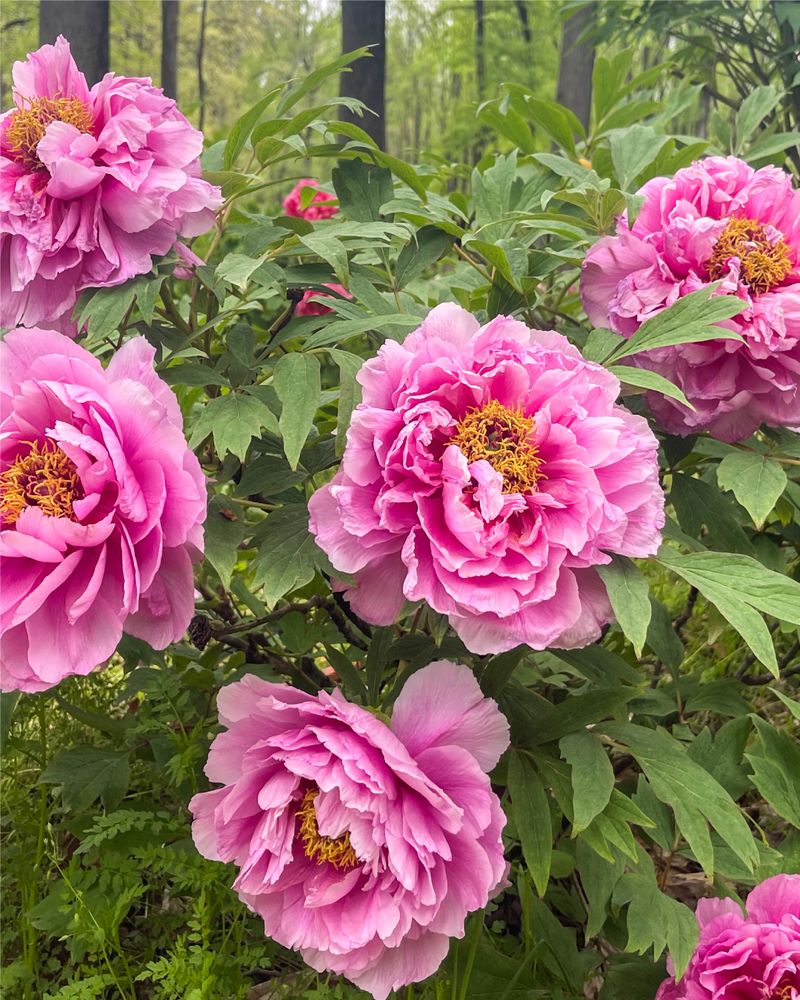 Peonies