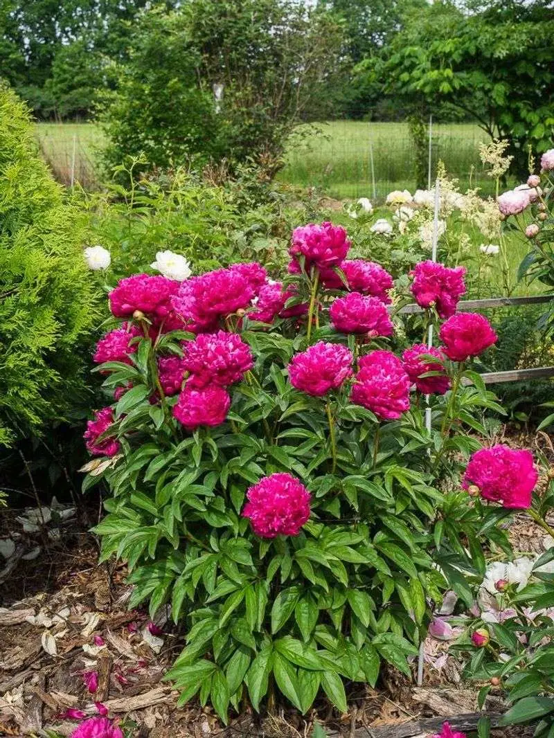 Peonies