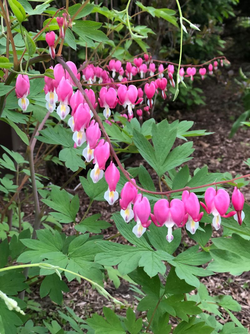 Bleeding Heart (Dicentra)