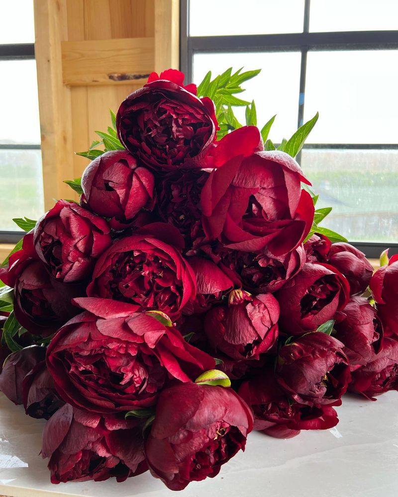 Peony