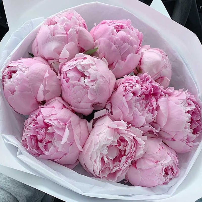 Peony