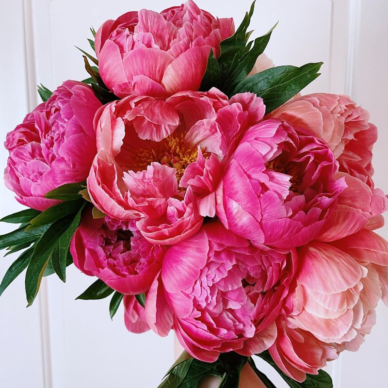 Peony