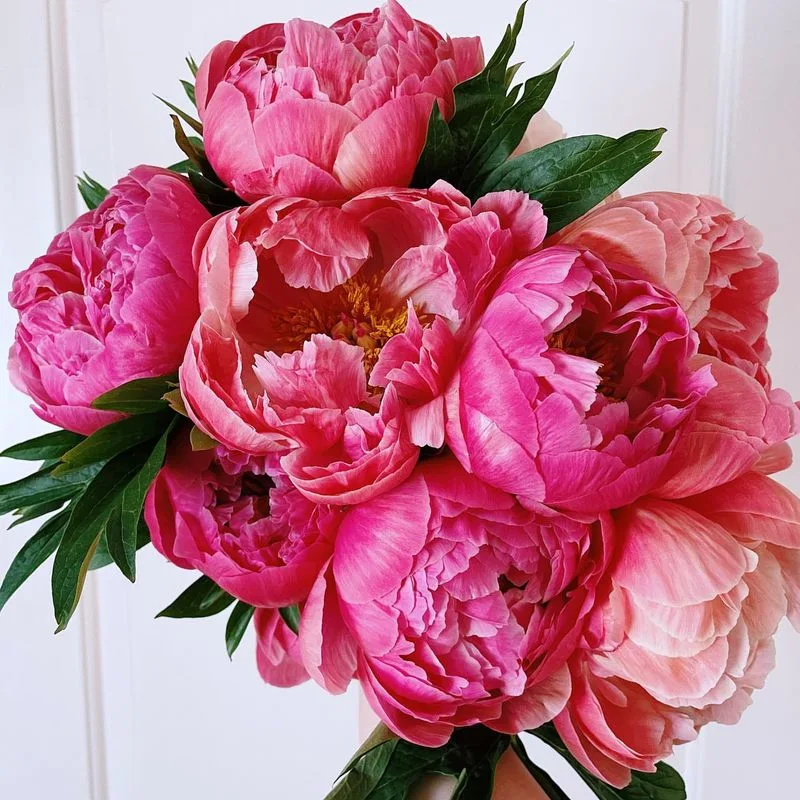 Peony
