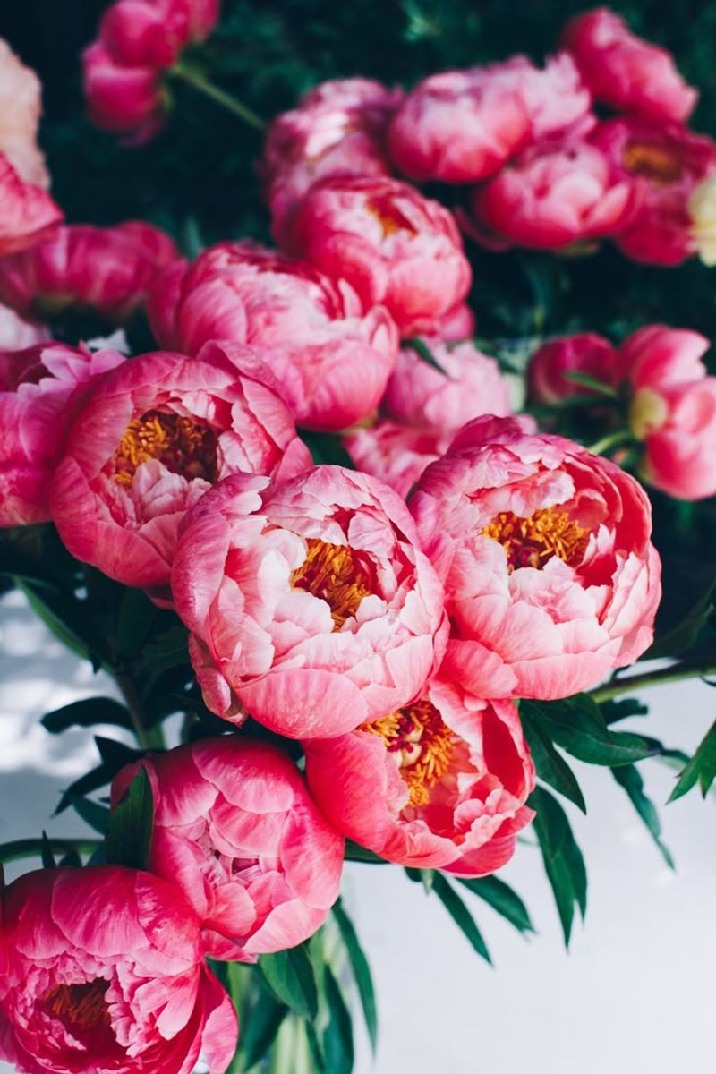 Peony
