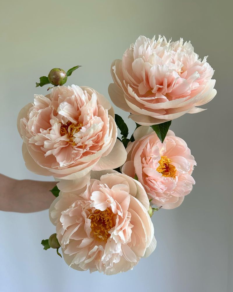 Peony