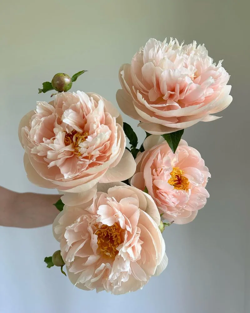 Peony