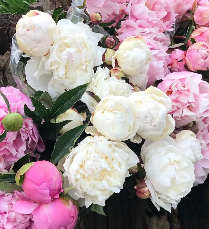 Peony