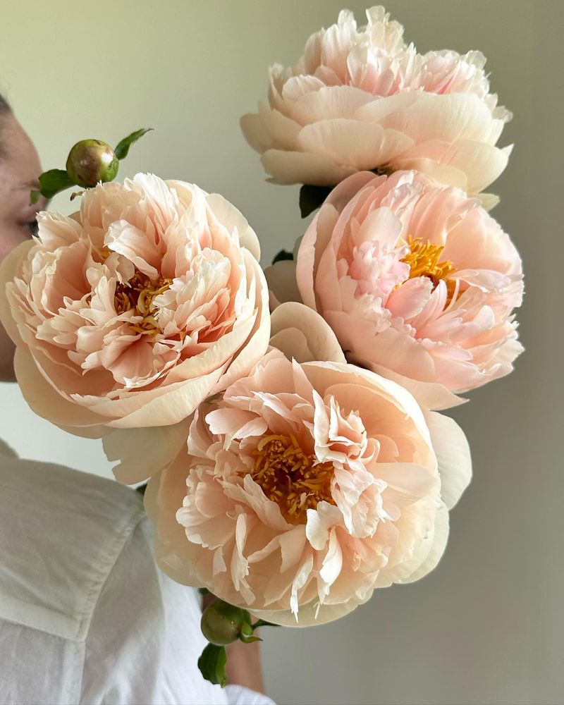 Peony