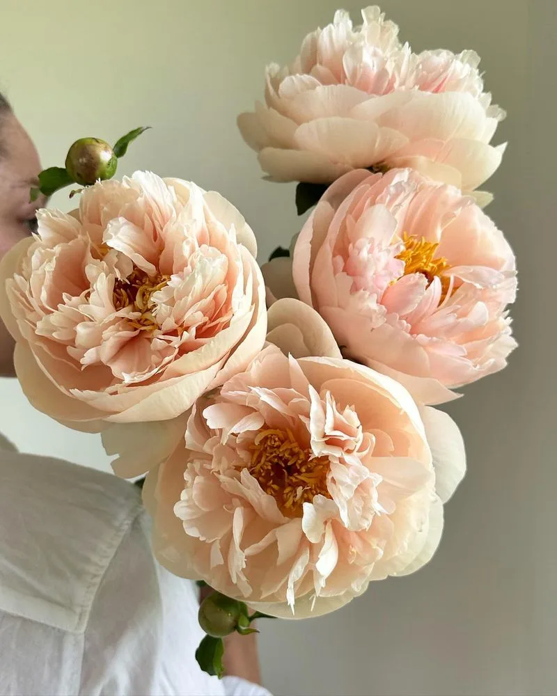 Peony