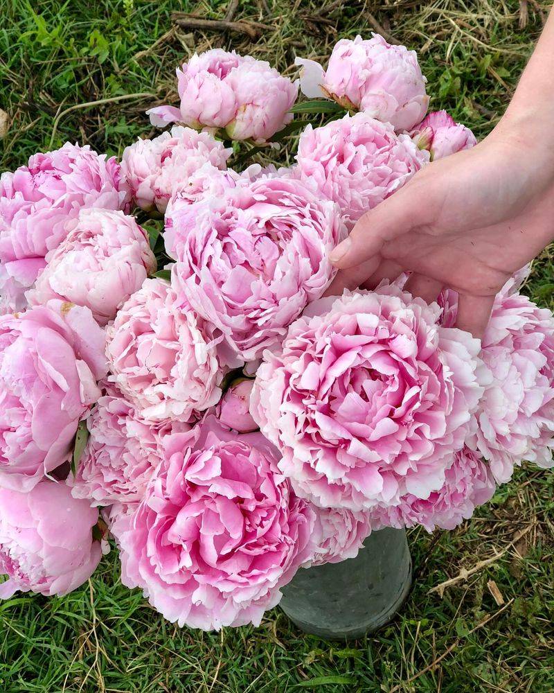 Peony