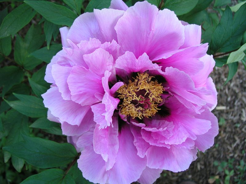 Peony