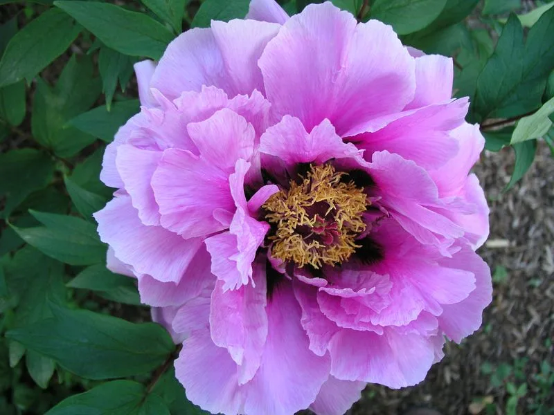 Peony