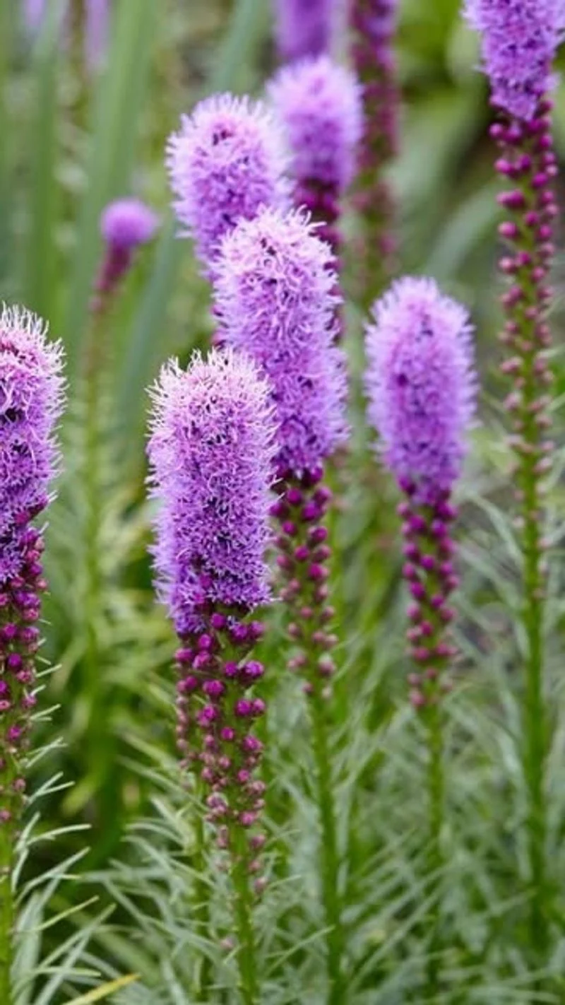 Liatris