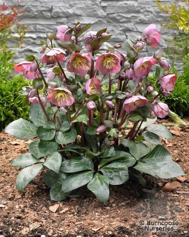 Hellebore