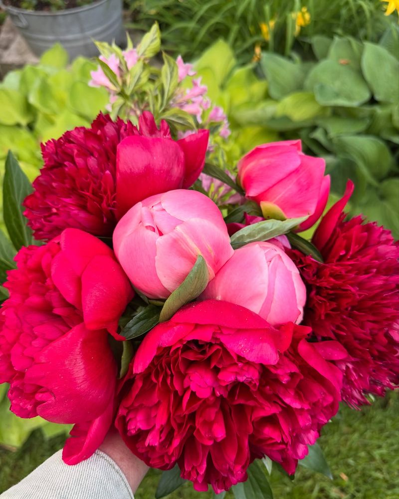 Peony Blossom Niche