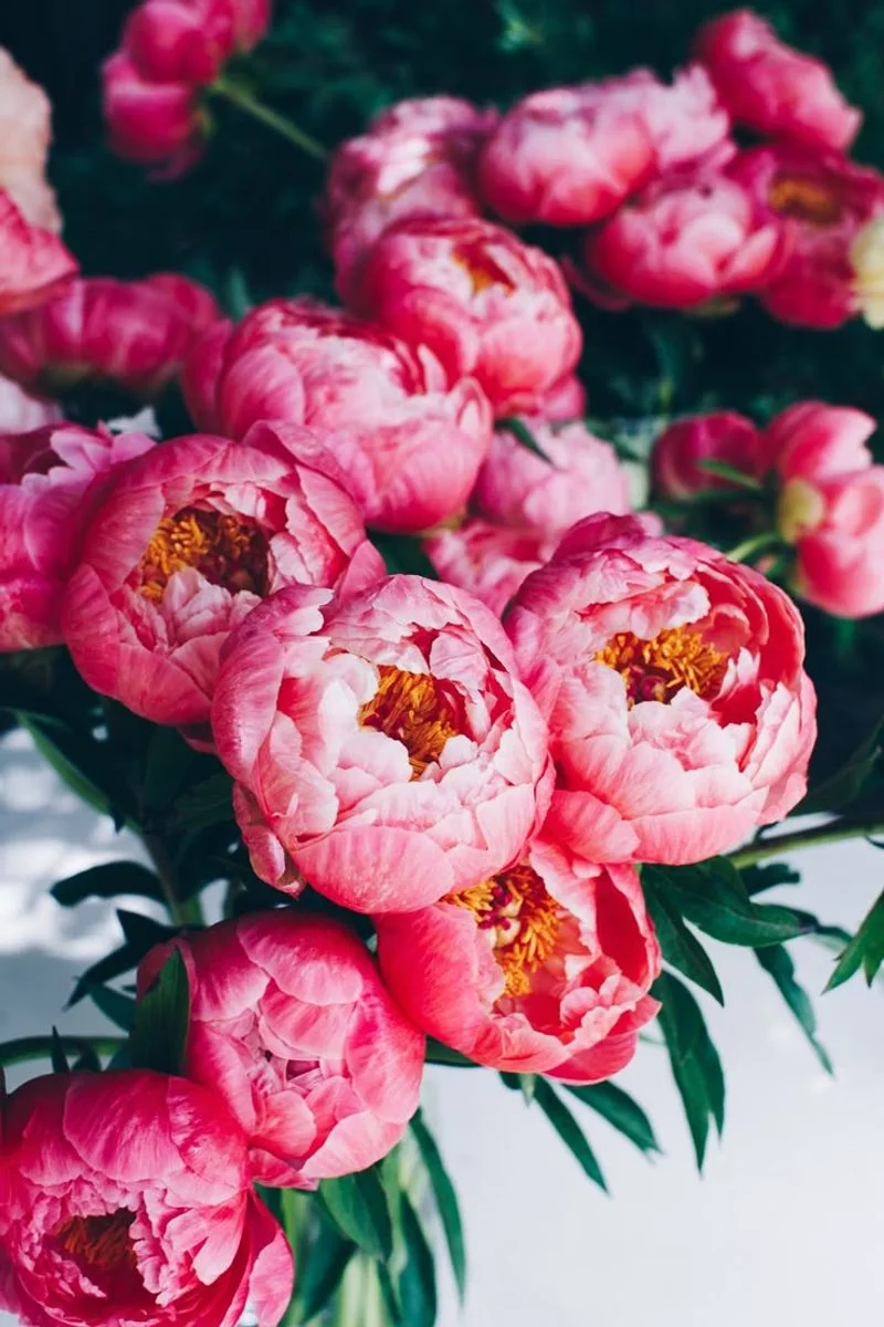 Peony