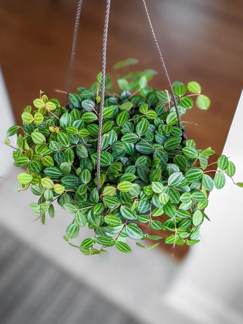 Peperomia