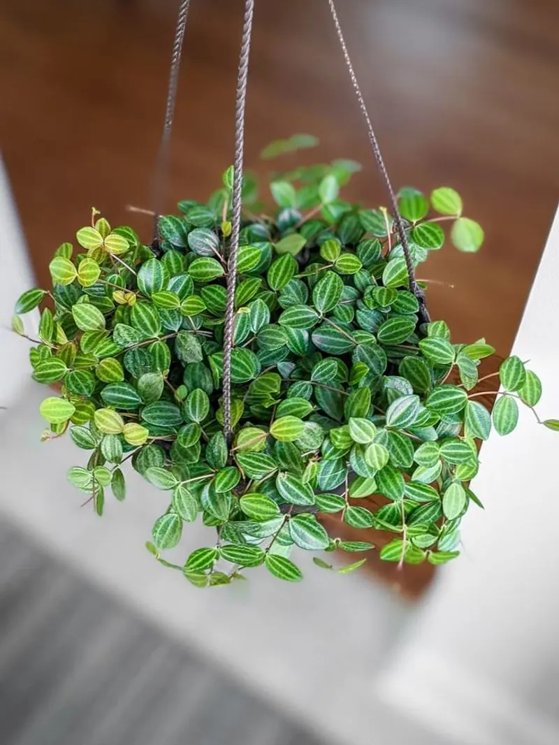 Peperomia