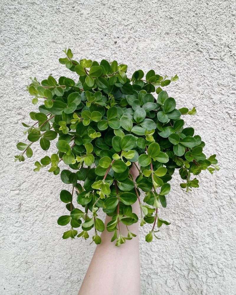 Peperomia