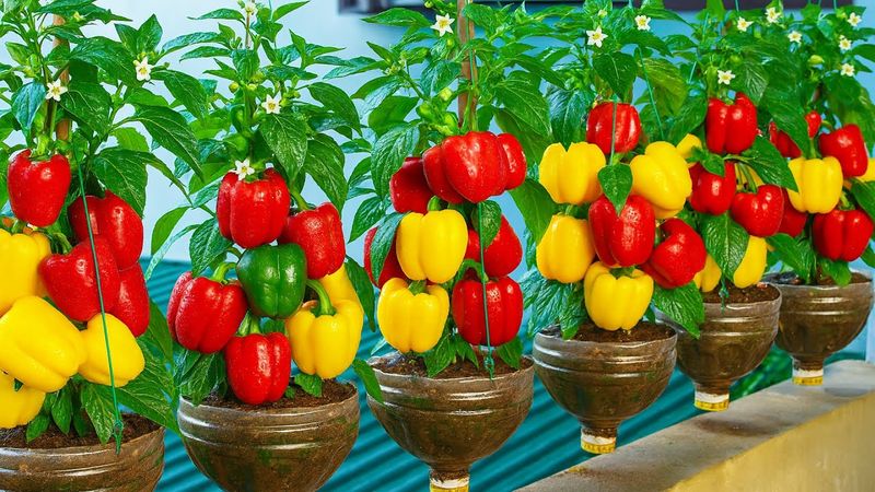Pepper