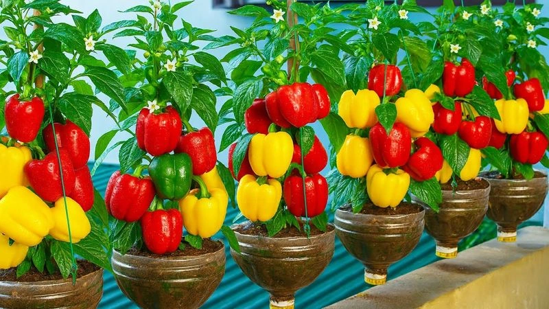 Pepper
