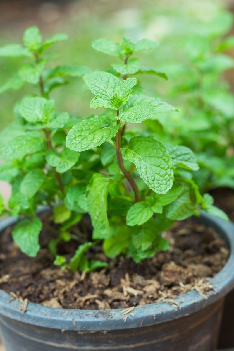 Peppermint