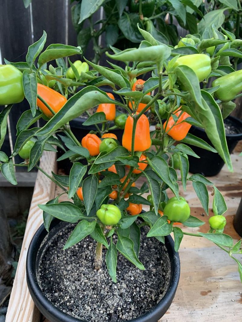 Peppers