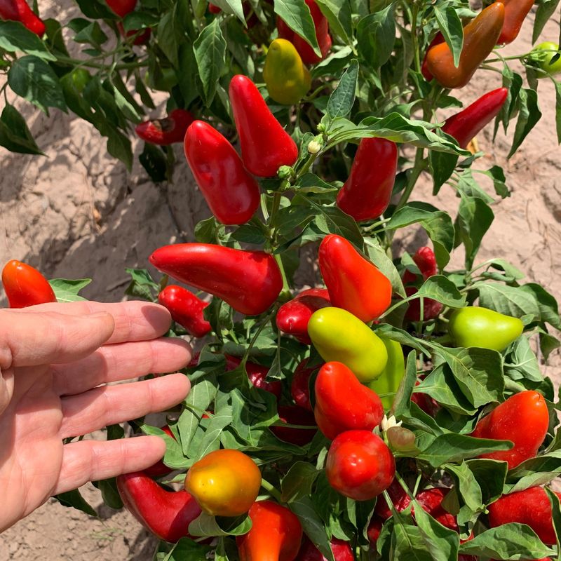 Peppers
