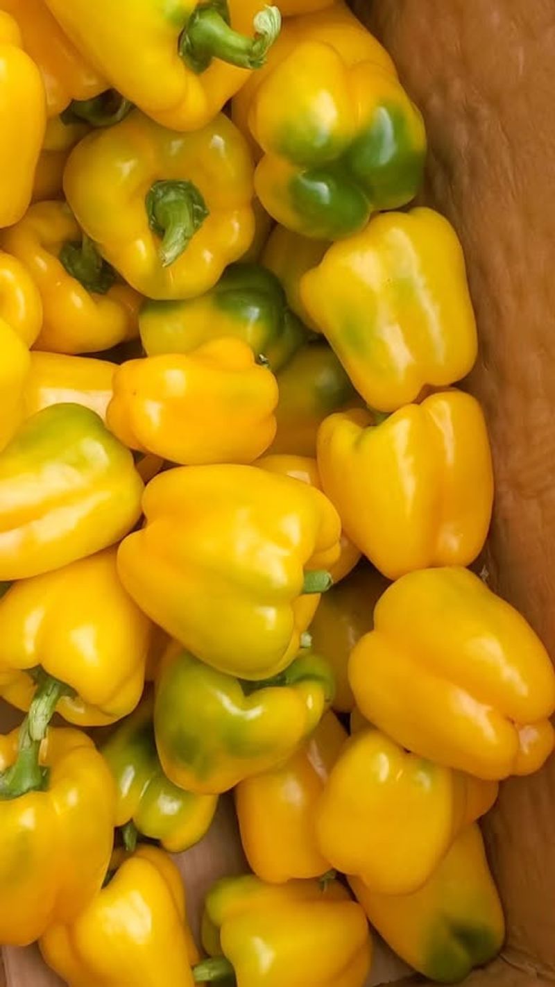 Peppers