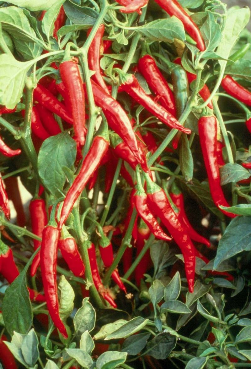 Peppers