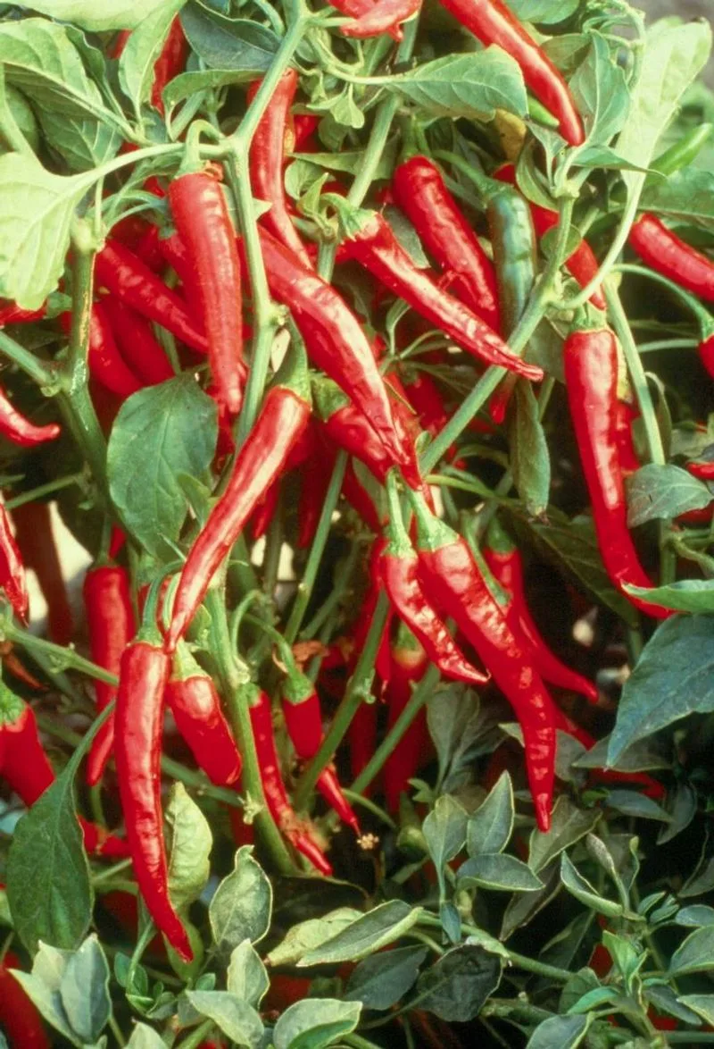 Peppers