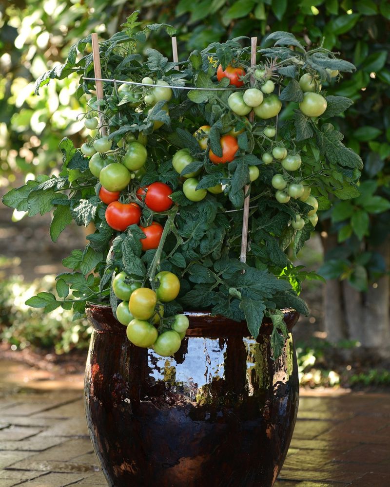 Cherry Tomatoes