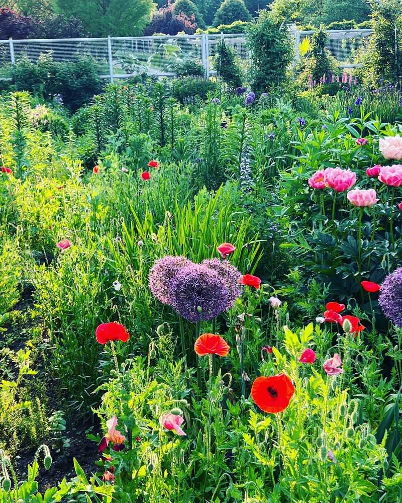 Perennial Borders
