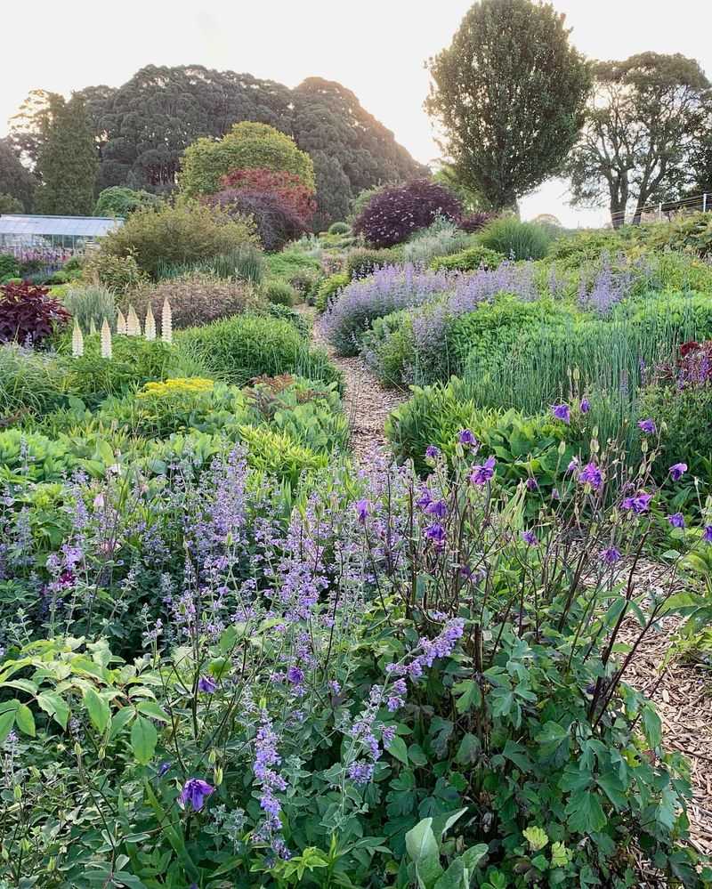 Perennial Borders