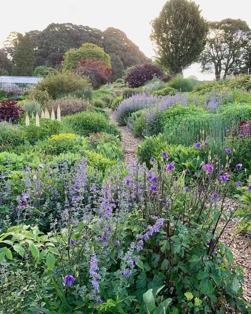 Perennial Borders