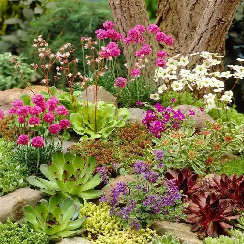 Perennial Plants