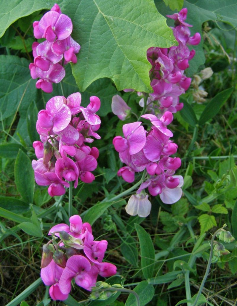Perennial Sweet Pea