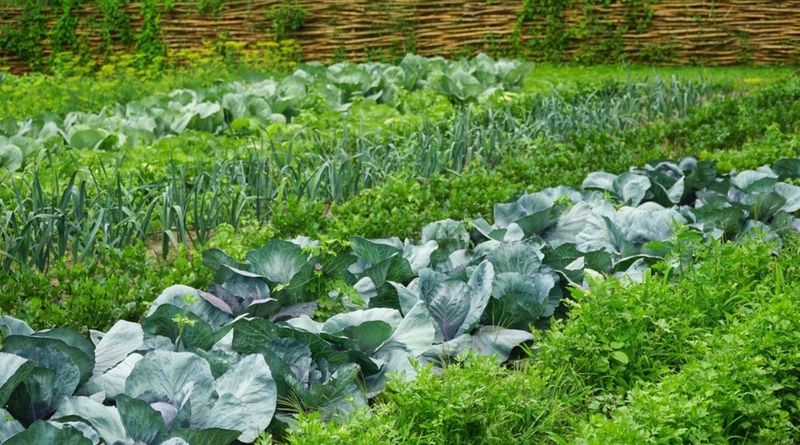 Perennial Vegetables