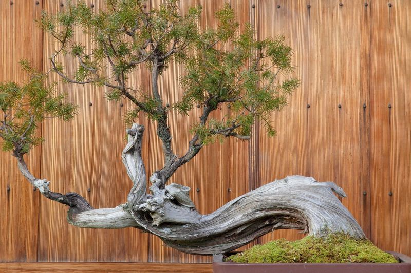 Perfectly Poised Bonsai