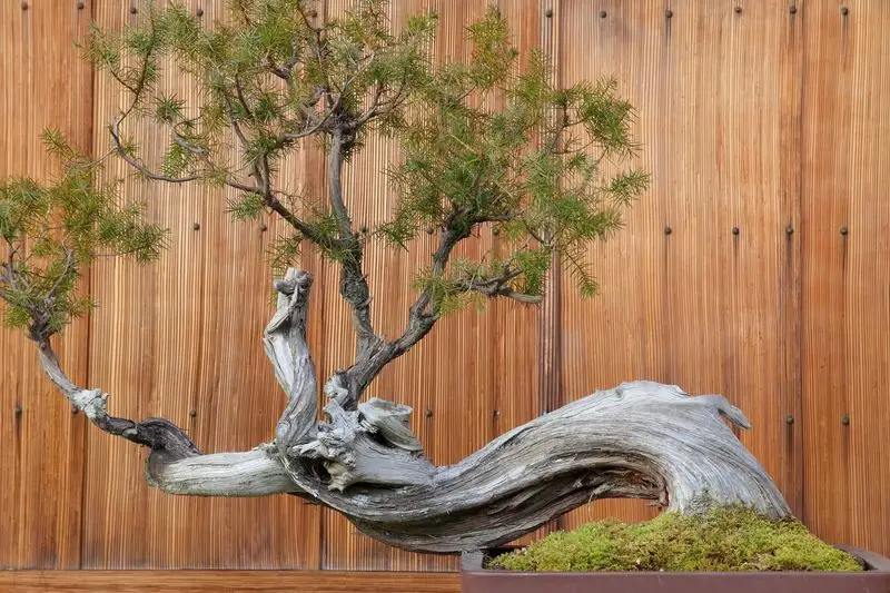 Perfectly Poised Bonsai