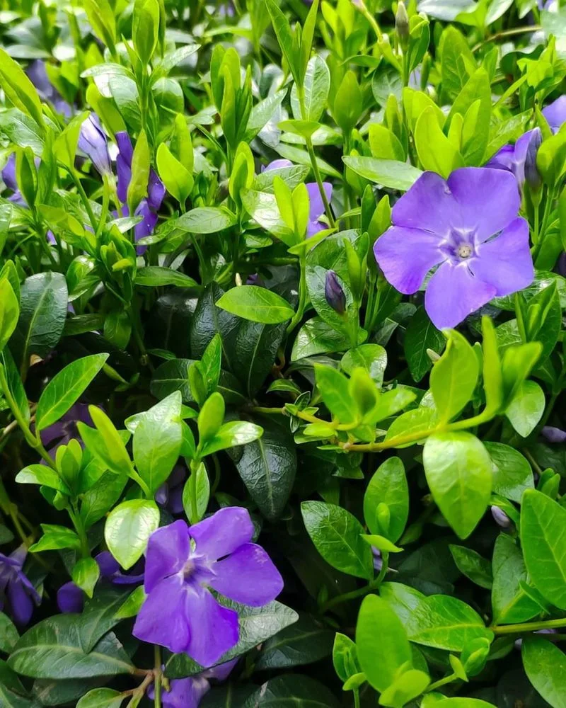 Periwinkle