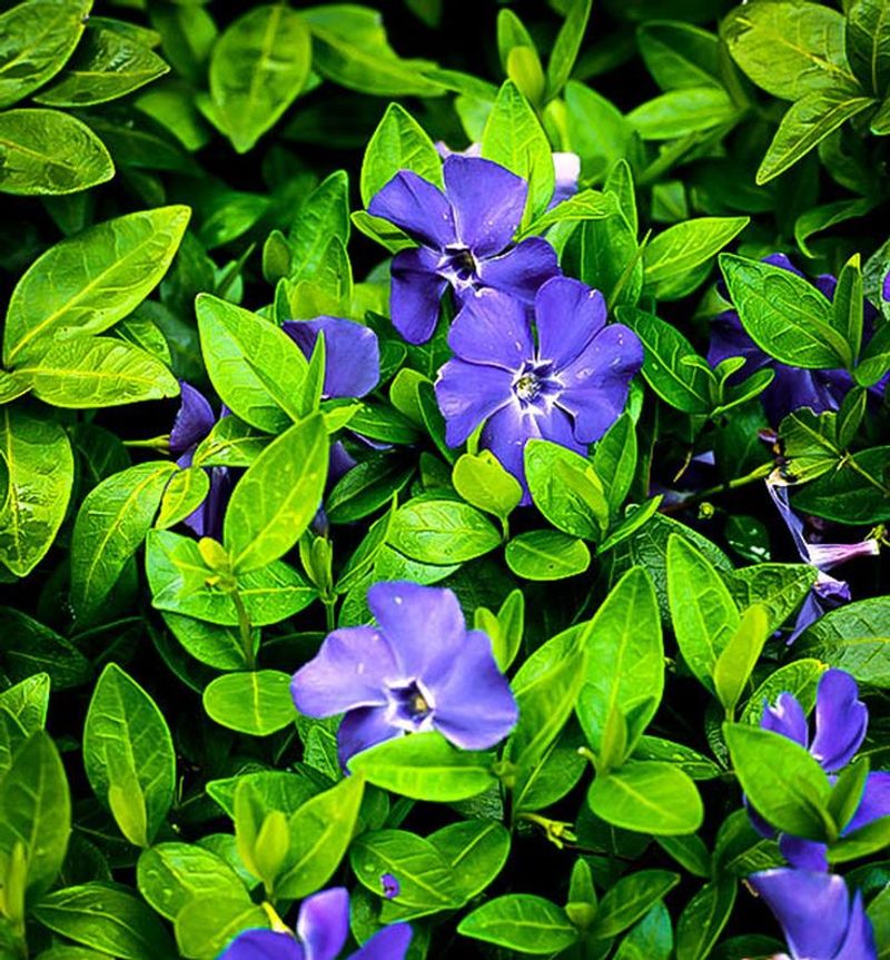 Periwinkle (Vinca)