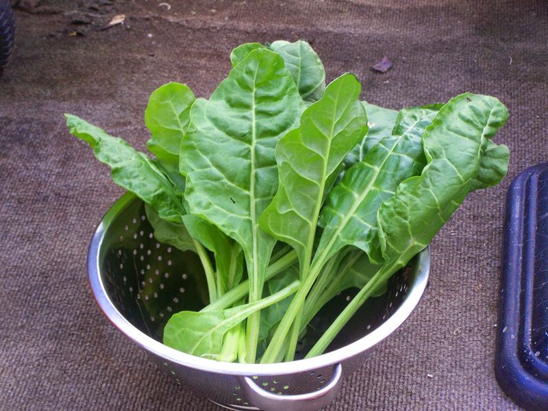 Perpetual Spinach