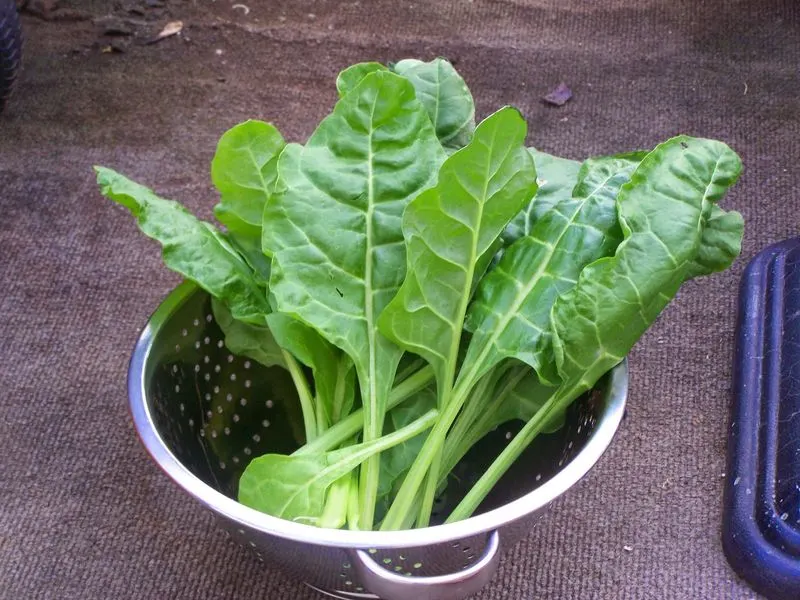 Perpetual Spinach