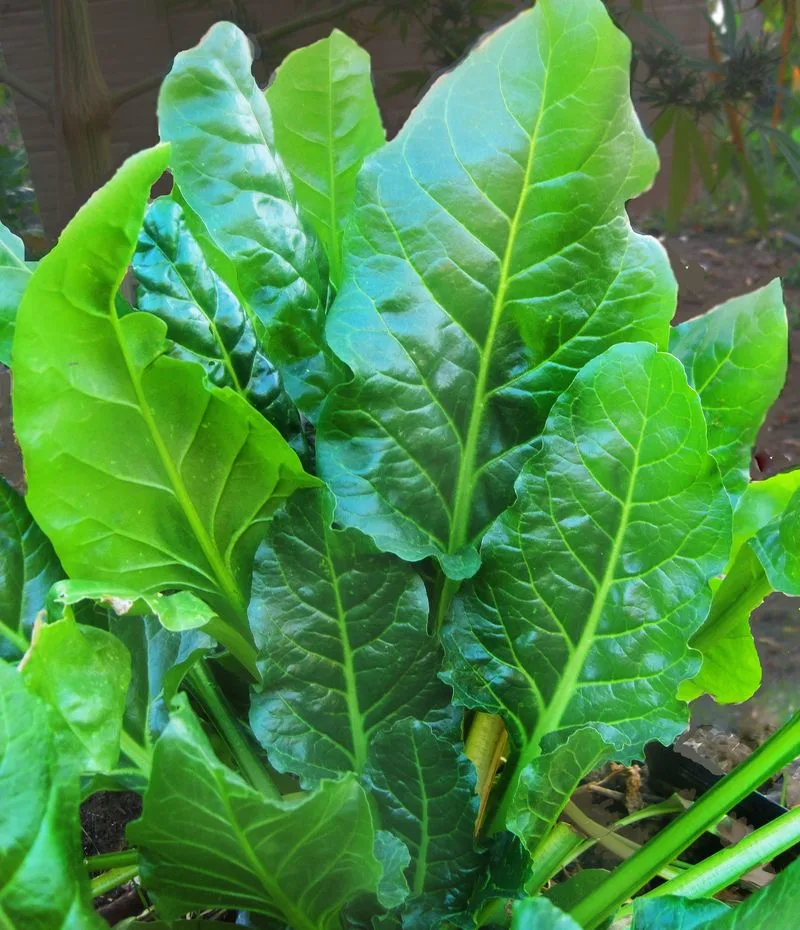 Perpetual Spinach