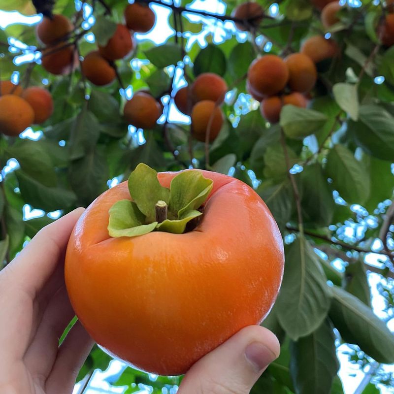 Persimmon Tree