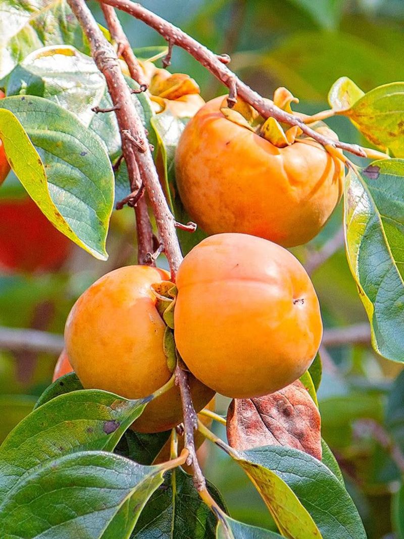 Persimmons