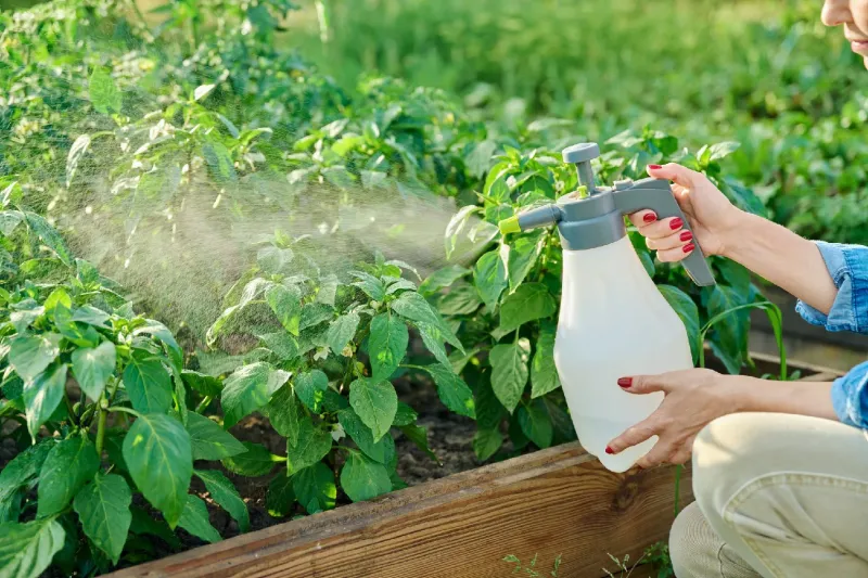 Pest-Free Guarantee