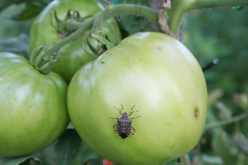 Pest Infestation